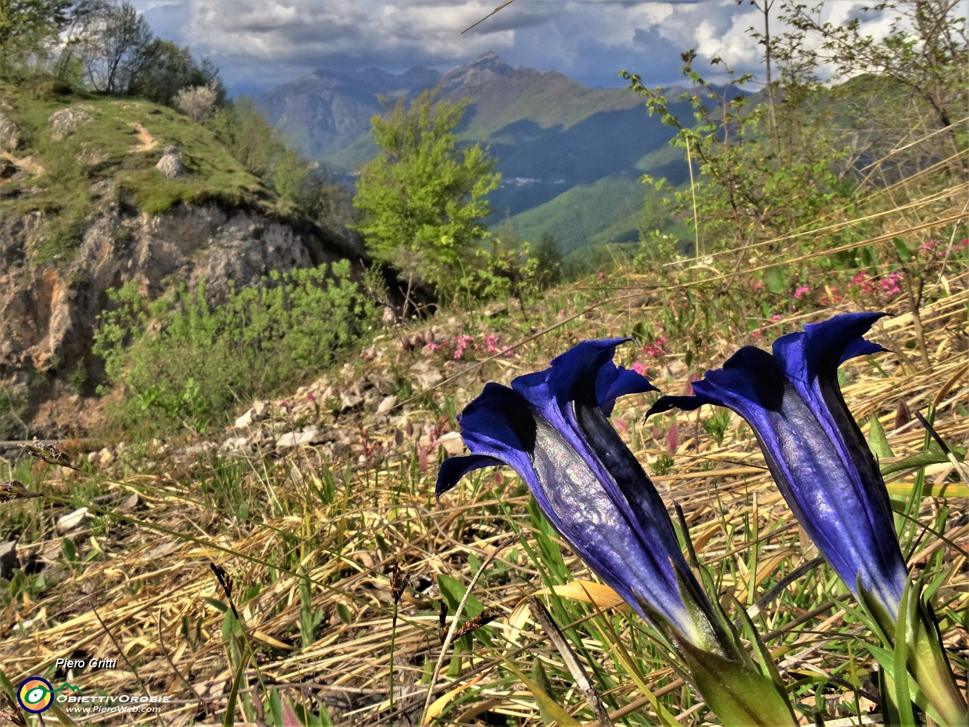 38 Gentiana clusii (Genziana di Clusius) con vista in Alben.JPG